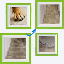 Carpet Steam Cleaners